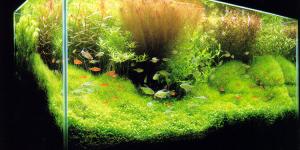 Cómo cultivar plantas de acuario