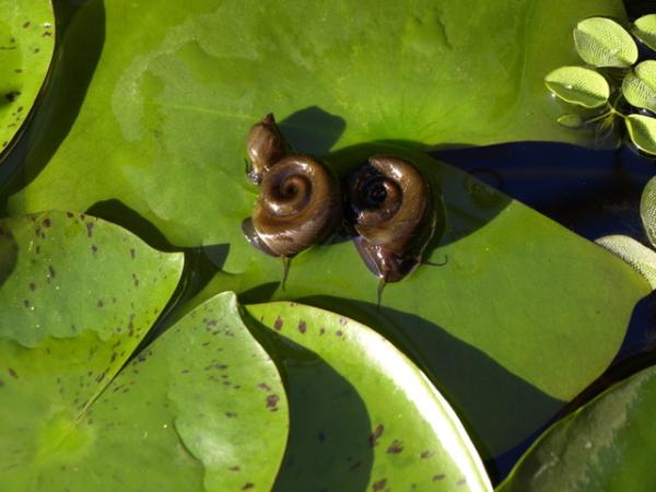 Cómo cultivar plantas de acuario - Paso 2