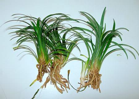 Cómo cultivar plantas de acuario - Paso 3