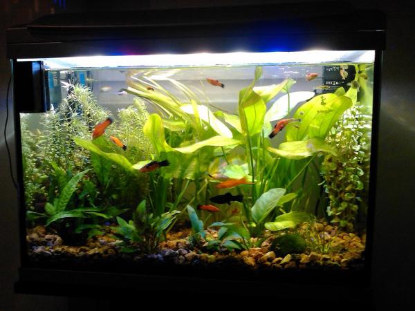 Cómo cultivar plantas de acuario - Paso 4