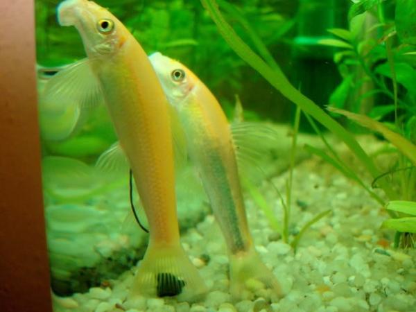 Cómo cultivar plantas de acuario - Paso 6