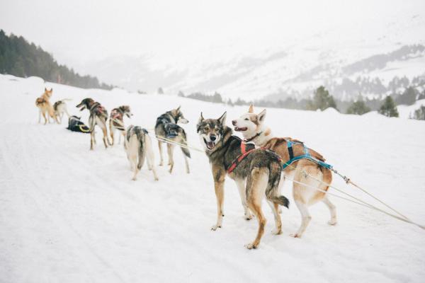 Mushing: qué es y en qué consiste este deporte de trineo de perros - En qué consiste el mushing, ¿cuáles son sus reglas?