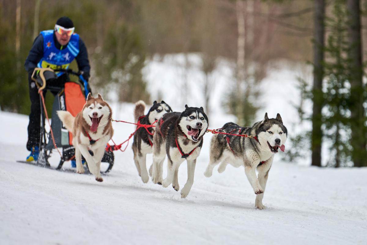 Mushing: qué es y en qué consiste este deporte de trineo de perros