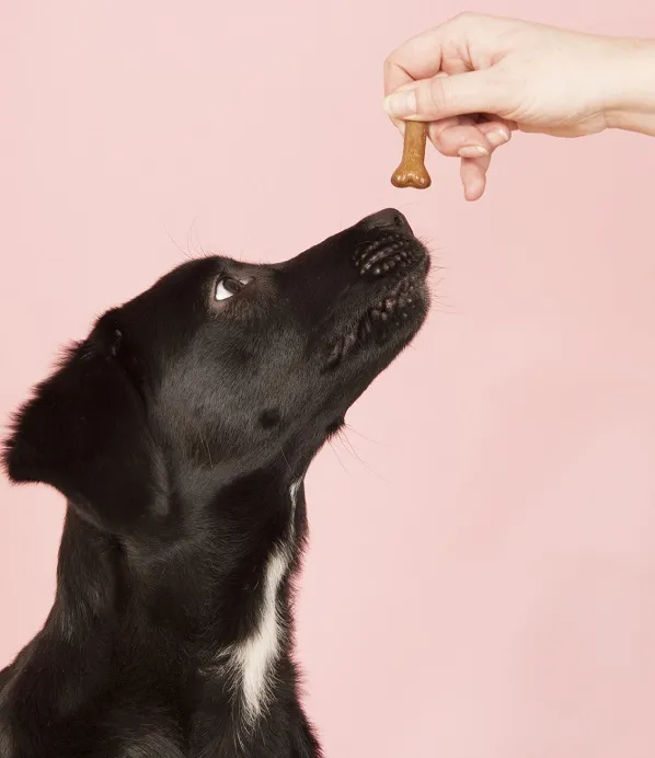 puedes poner gotas para los ojos en los ojos de un perro
