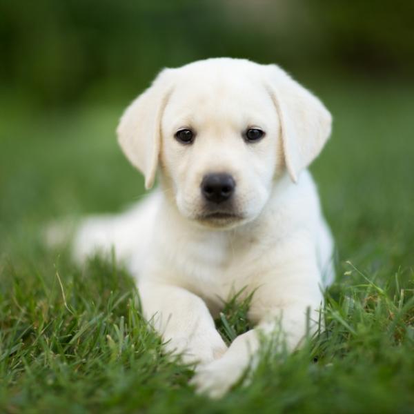 cuanto debe comer un labrador de 9 meses