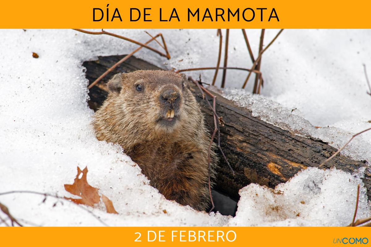 Día de la Marmota: qué es y dónde se celebra