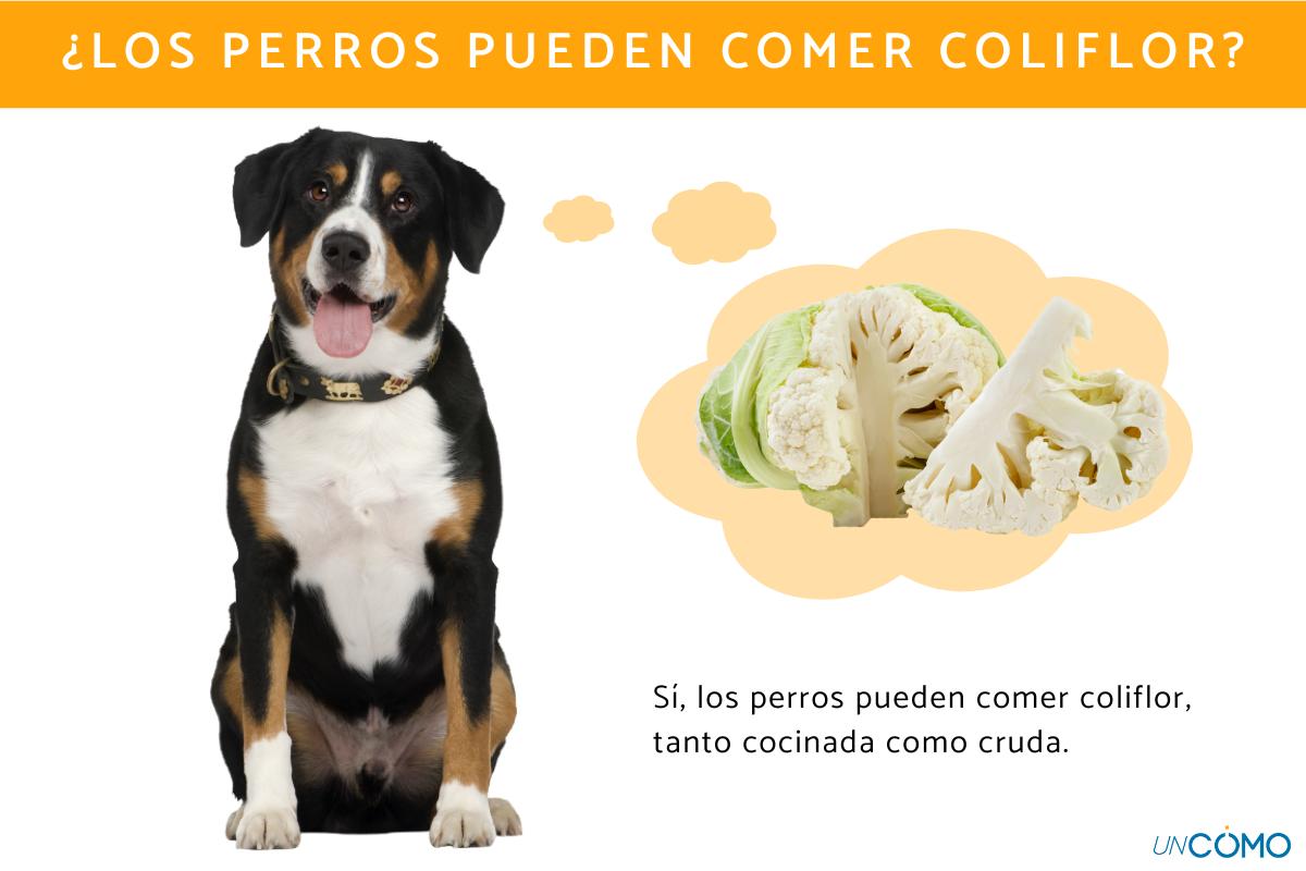 ¿Los perros pueden comer coliflor? Conoce los beneficios de esta verdura para ellos