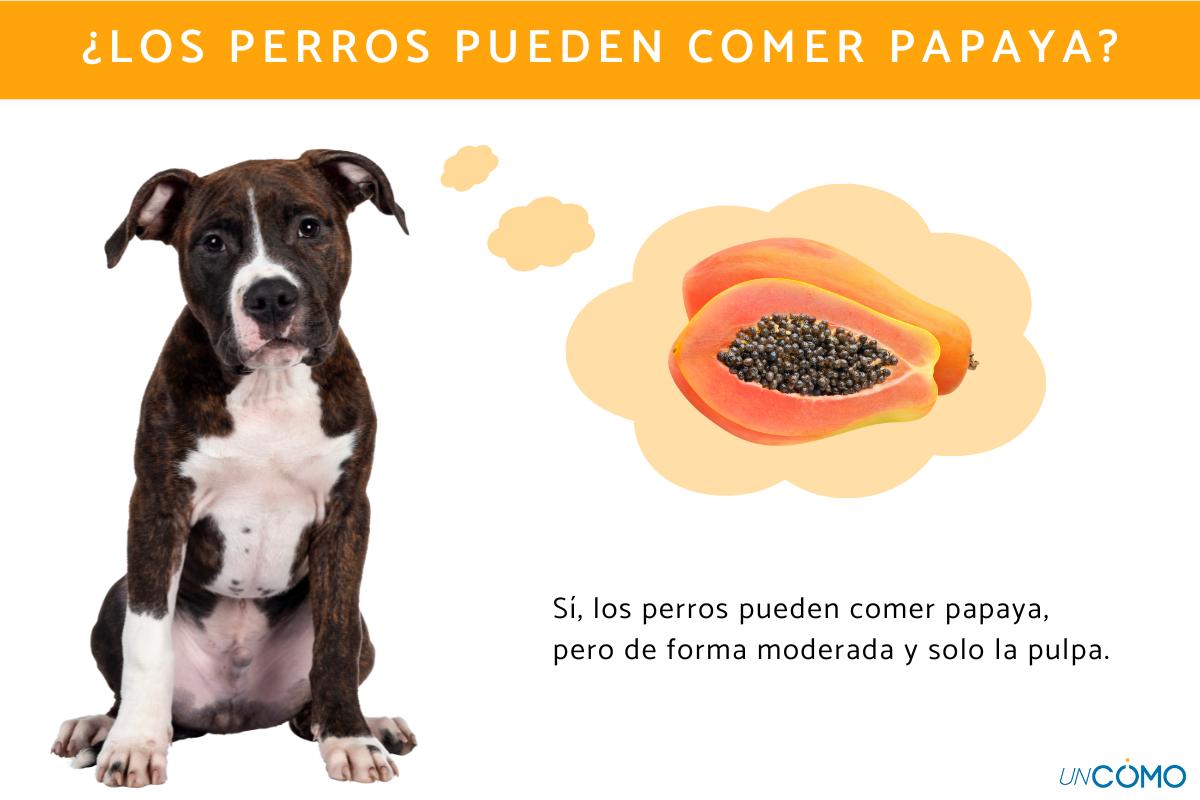 ¿Los perros pueden comer papaya? Conoce los beneficios de este alimento