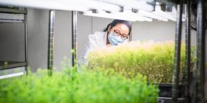 Qué son las plantas transgénicas y ejemplos