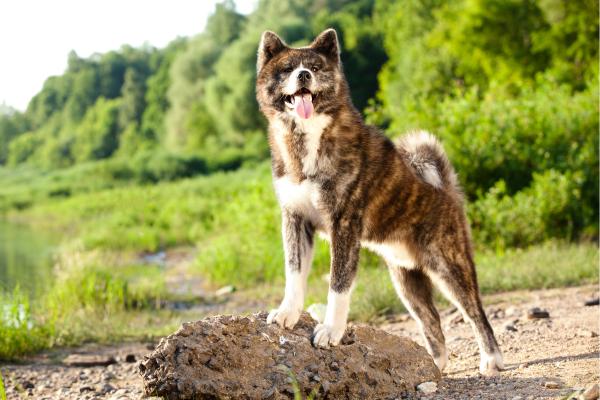 Razas de perros que parecen osos peludos y adorables - Akita inu