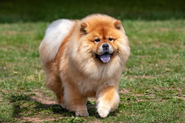 Razas de perros que parecen osos peludos y adorables - Chow chow