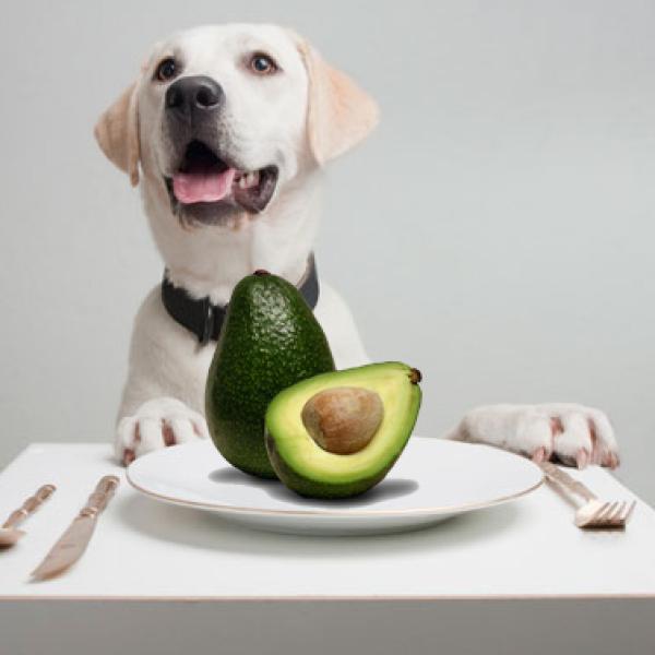 los froot loops son malos para los perros