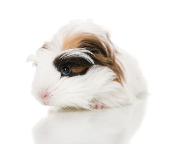 Por qué mi cobaya no come - ¡descubre las razones! - Infección repsiratoria