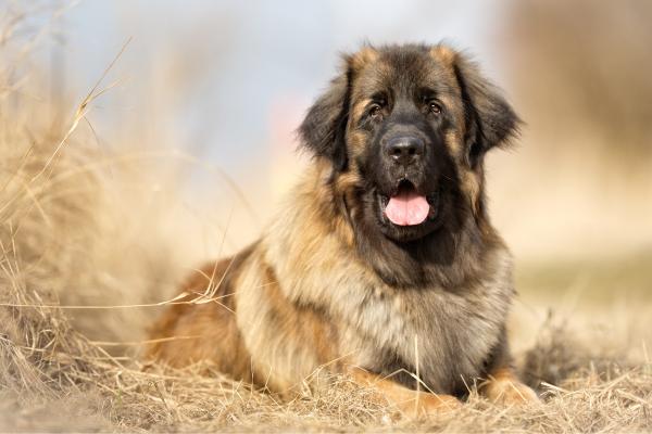 Razas de perros que parecen osos peludos y adorables - Leonberger