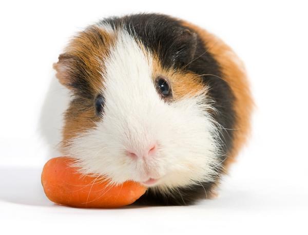 Por qué mi cobaya no come - ¡descubre las razones!