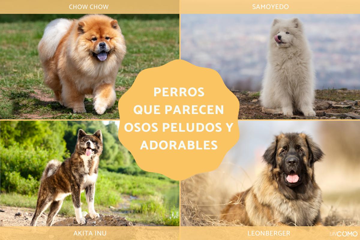 Razas de perros que parecen osos peludos y adorables