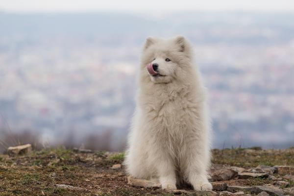 Razas de perros que parecen osos peludos y adorables - Samoyedo