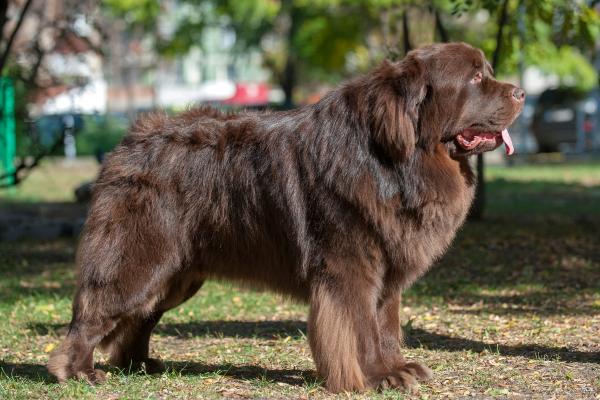 Razas de perros que parecen osos peludos y adorables - Terranova