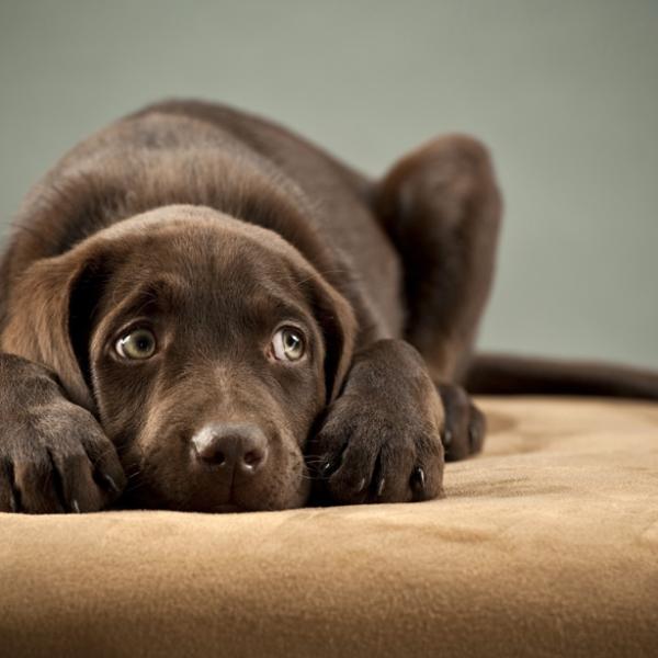 puede un perro morir de tenias