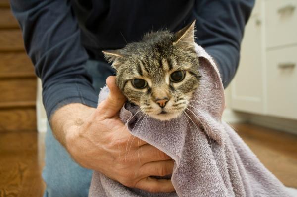 Cómo poner gotas en los oídos a un gato - Paso 4