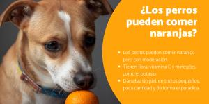 los perros pueden comer pollo al limon