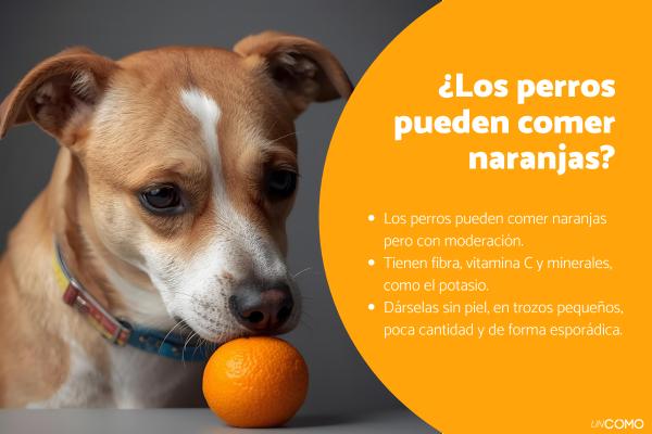 ¿Los perros pueden comer naranjas? Descubre si esta fruta es segura para tu peludo