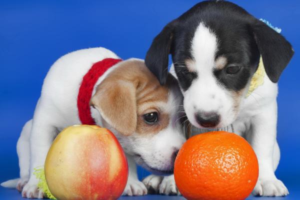 ¿Los perros pueden comer naranjas? Descubre si esta fruta es segura para tu peludo - ¿Los perros pueden comer naranjas o no?