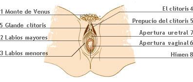 Dónde se encuentra el clítoris - Qué es el clítoris 