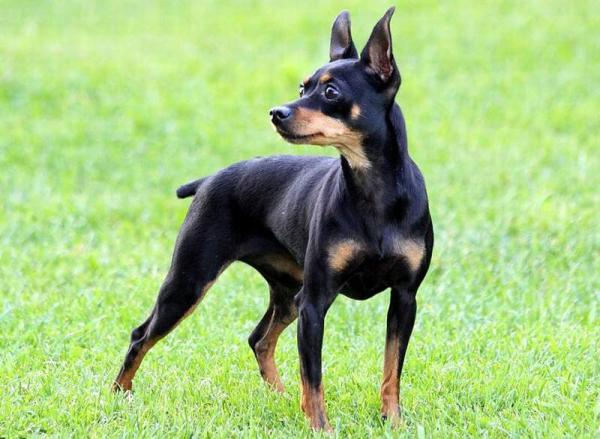 Cómo cuidar a un ratón de Praga - Cómo es el ratón de Praga