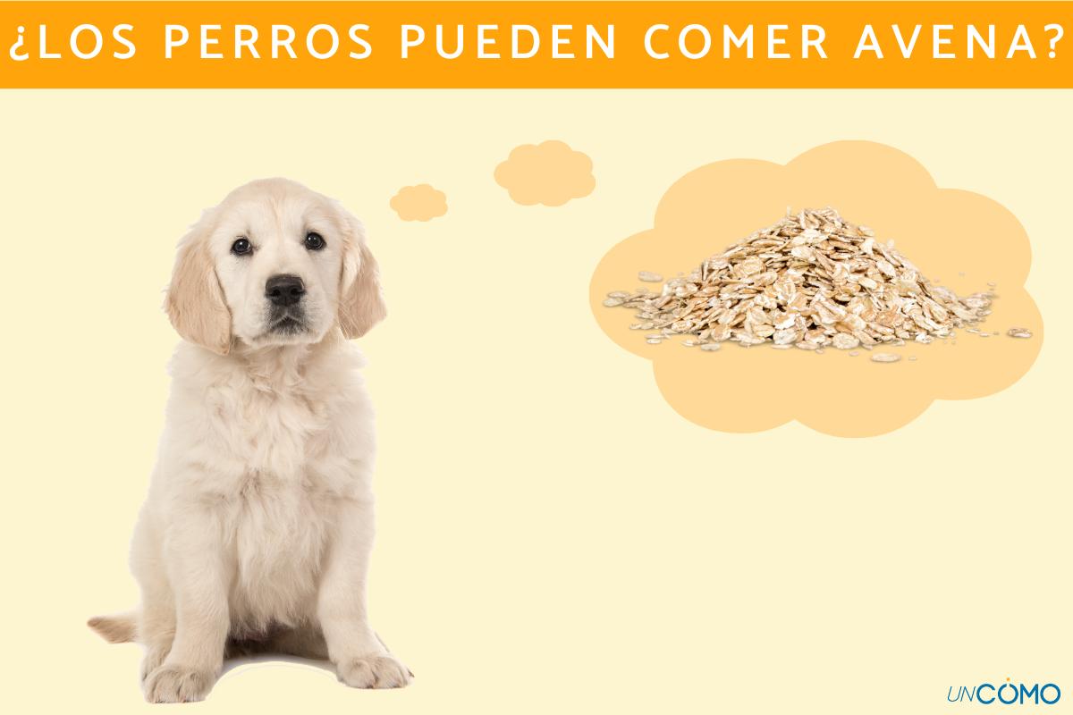 ¿Los perros pueden comer avena? Descubre qué pasa si se la das a tu mascota