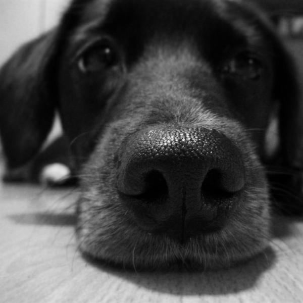 puedo darle imodium a mi cachorro