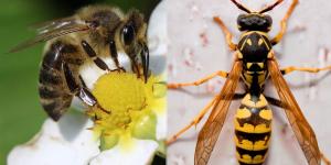Cuál es la diferencia entre avispa y abeja