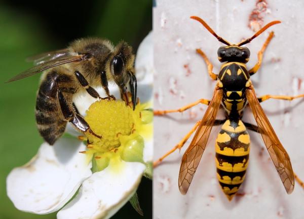Cuál es la diferencia entre avispa y abeja