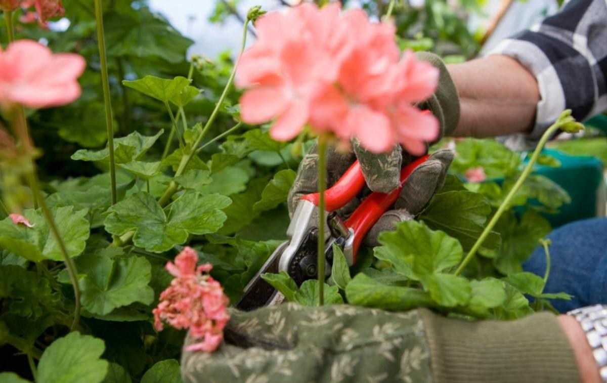 Cómo podar un geranio