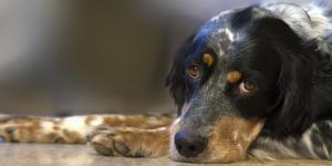 Qué puede comer un perro con gastritis