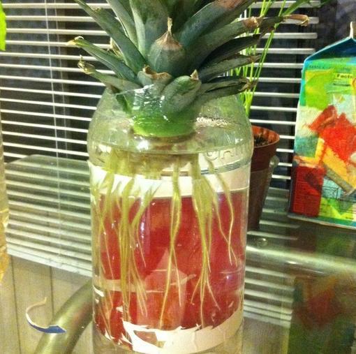 Cómo plantar una piña en casa