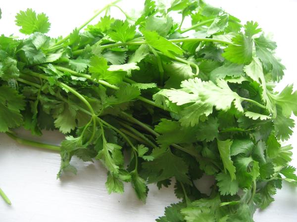 Cuáles son los tipos de hierbas aromáticas - Cilantro