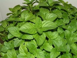 Cuáles son los tipos de hierbas aromáticas - Menta