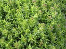 Cuáles son los tipos de hierbas aromáticas - Orégano