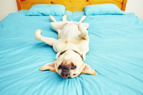por qué los perros hacen ruidos al dormir