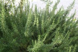 Cuáles son los tipos de hierbas aromáticas - Romero