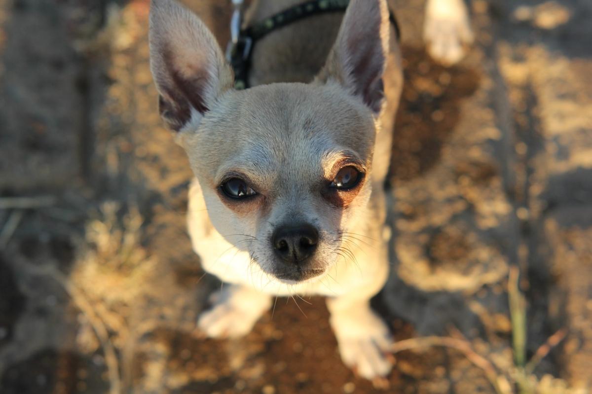Cuánto debe comer mi perro Chihuahua