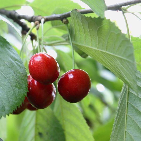 Cuándo plantar un cerezo