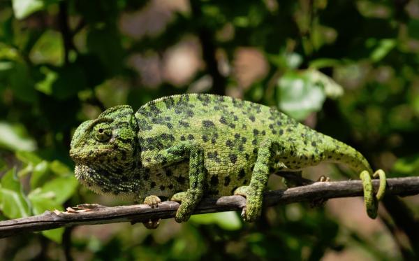 8 animales que se camuflan para sobrevivir - El camaleón, uno de los animales que mejor se camuflan 