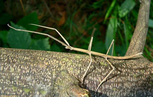 8 animales que se camuflan para sobrevivir - Los insectos palos, animales que se camuflan a la perfección 