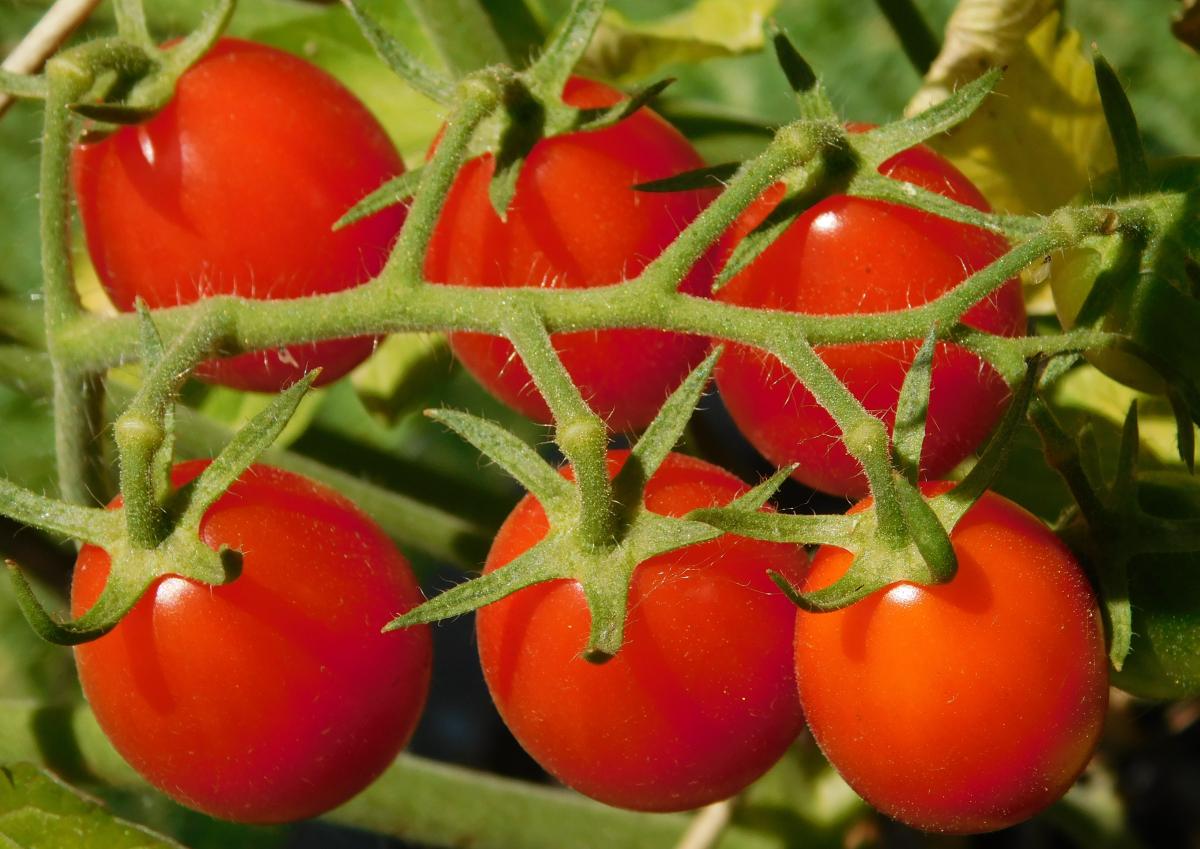 Cómo plantar y cultivar tomates cherry