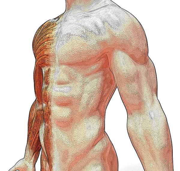 Cómo tratar un desgarro pectoral