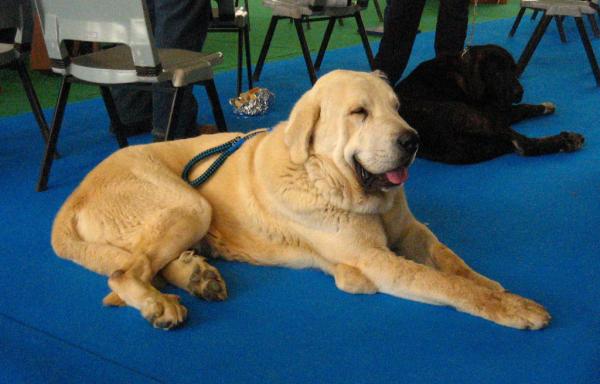 cuánto le doy de comer a mi perro mastín