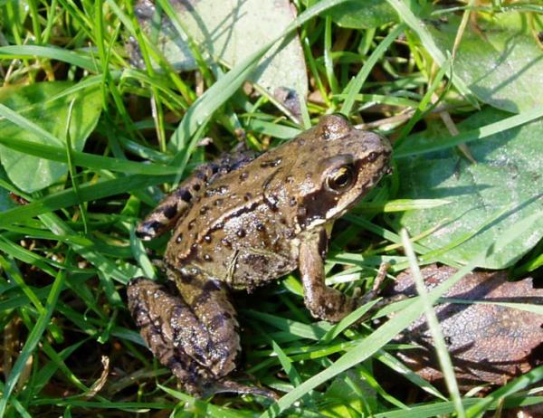 Cómo repeler los sapos del jardín