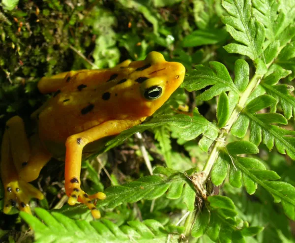 los sapos son malos para los perros